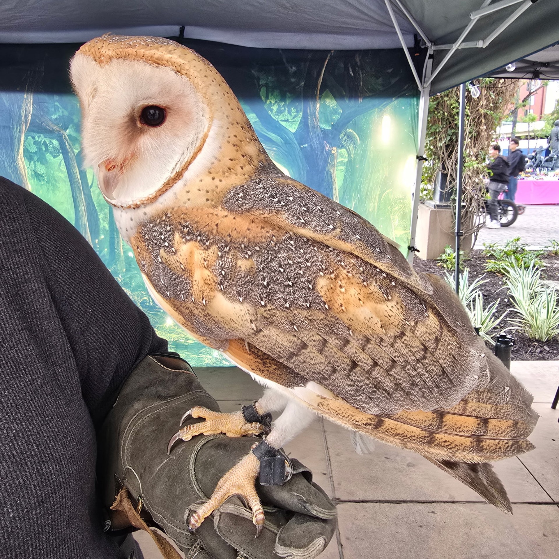 Aloria, a Barn Owl