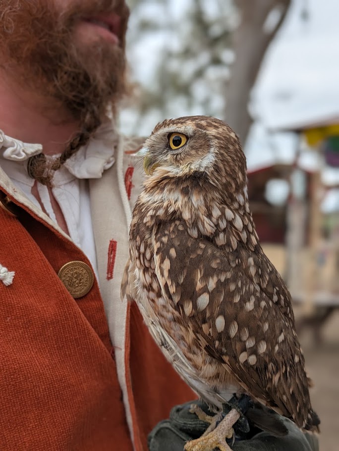Figgy, a Burrowing Owl