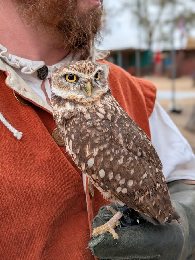 Figgy, a Burrowing Owl