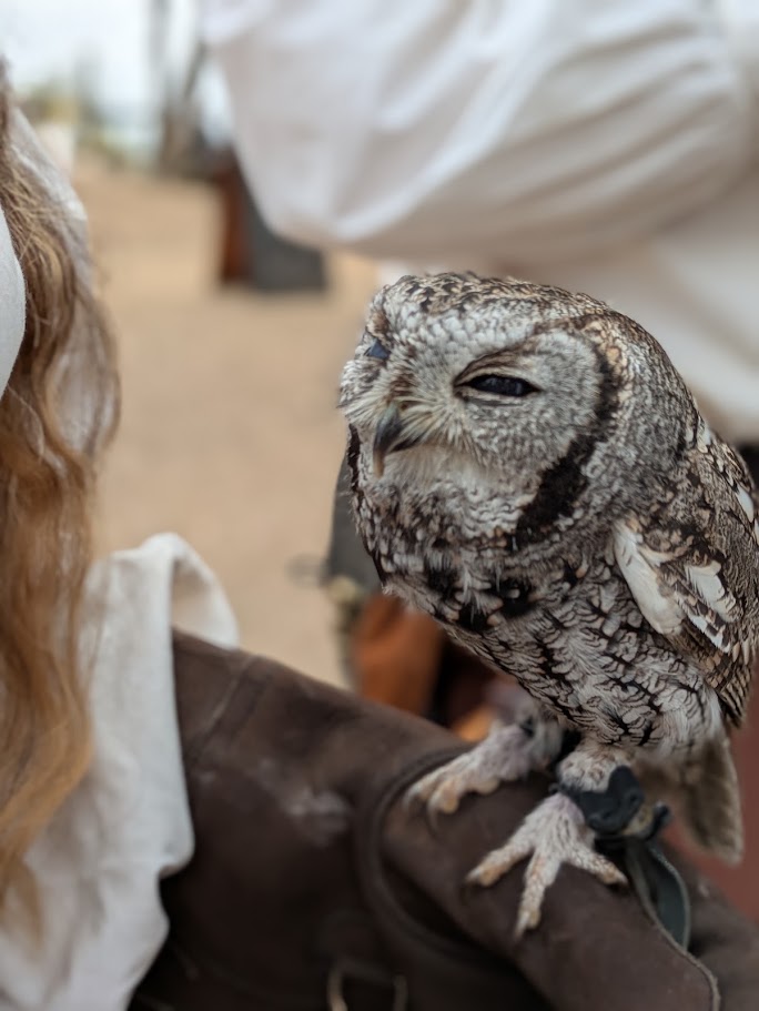 Freyja, a Western Screech Owl