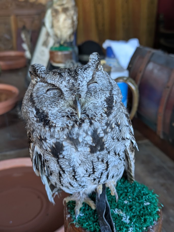 Freyja, a Western Screech Owl
