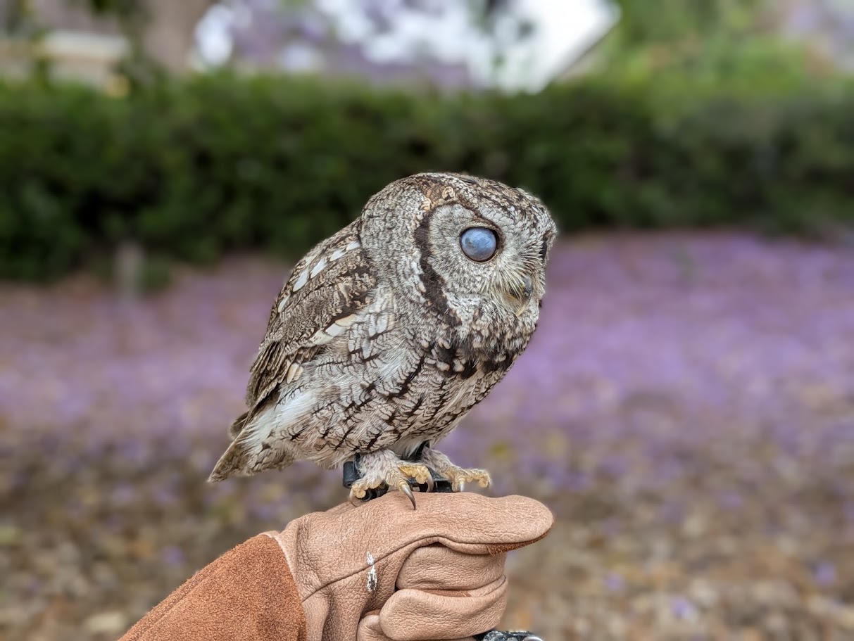 Freyja, a Western Screech Owl