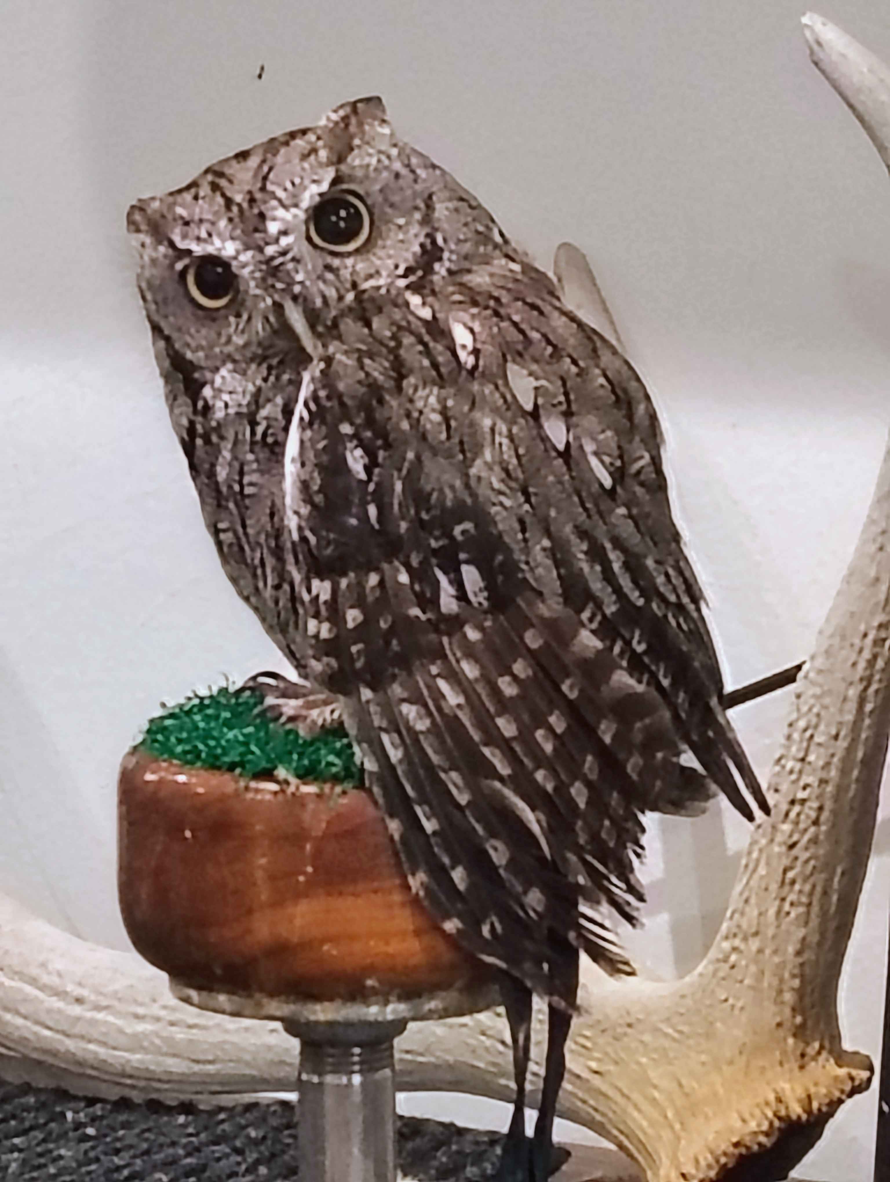 Goblin, a Western Screech Owl