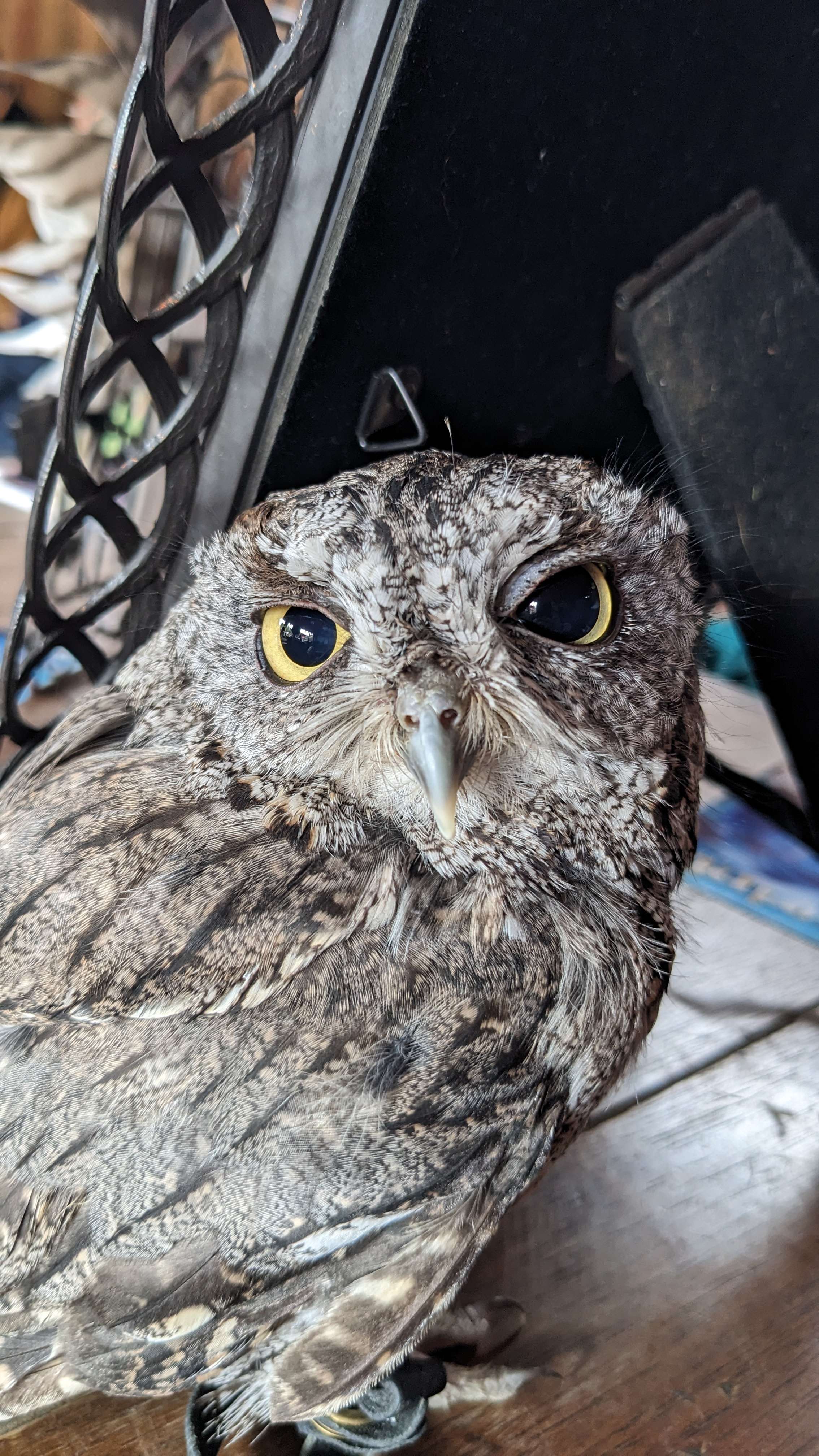 Goblin, a Western Screech Owl