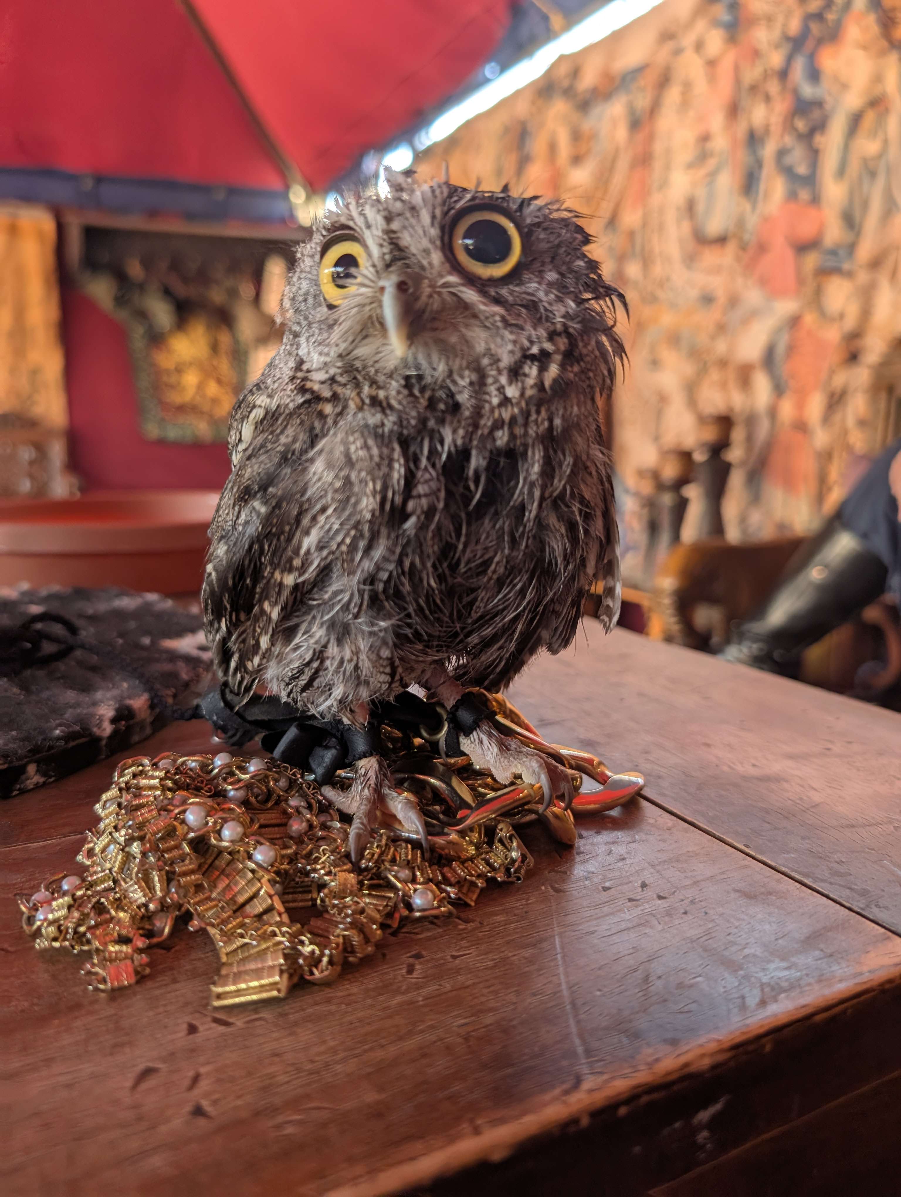 Goblin, a Western Screech Owl