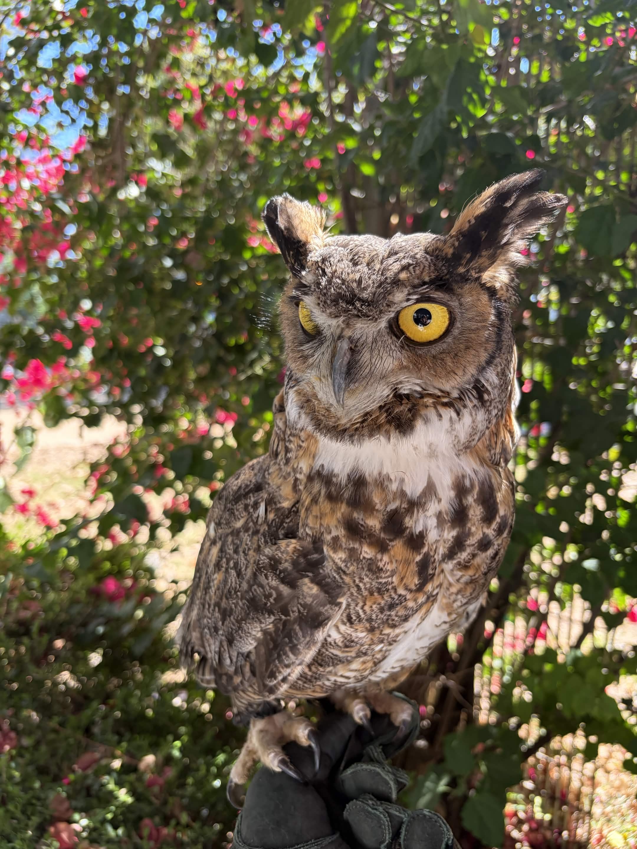 Gryphon, a Great Horned Owl