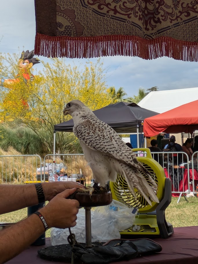 Our newest gyrfalcon