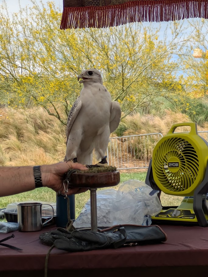 Our newest gyrfalcon