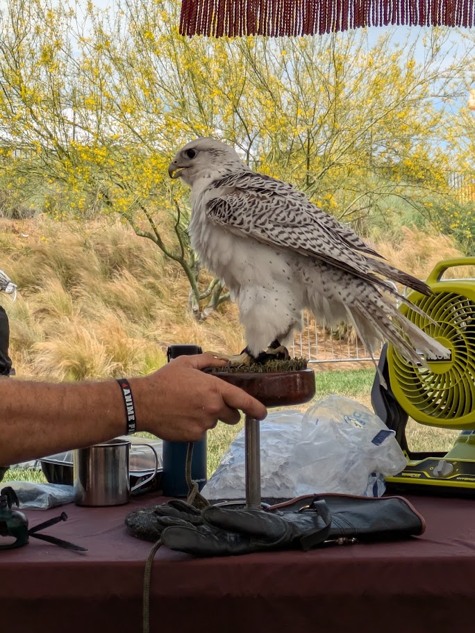 Our newest gyrfalcon