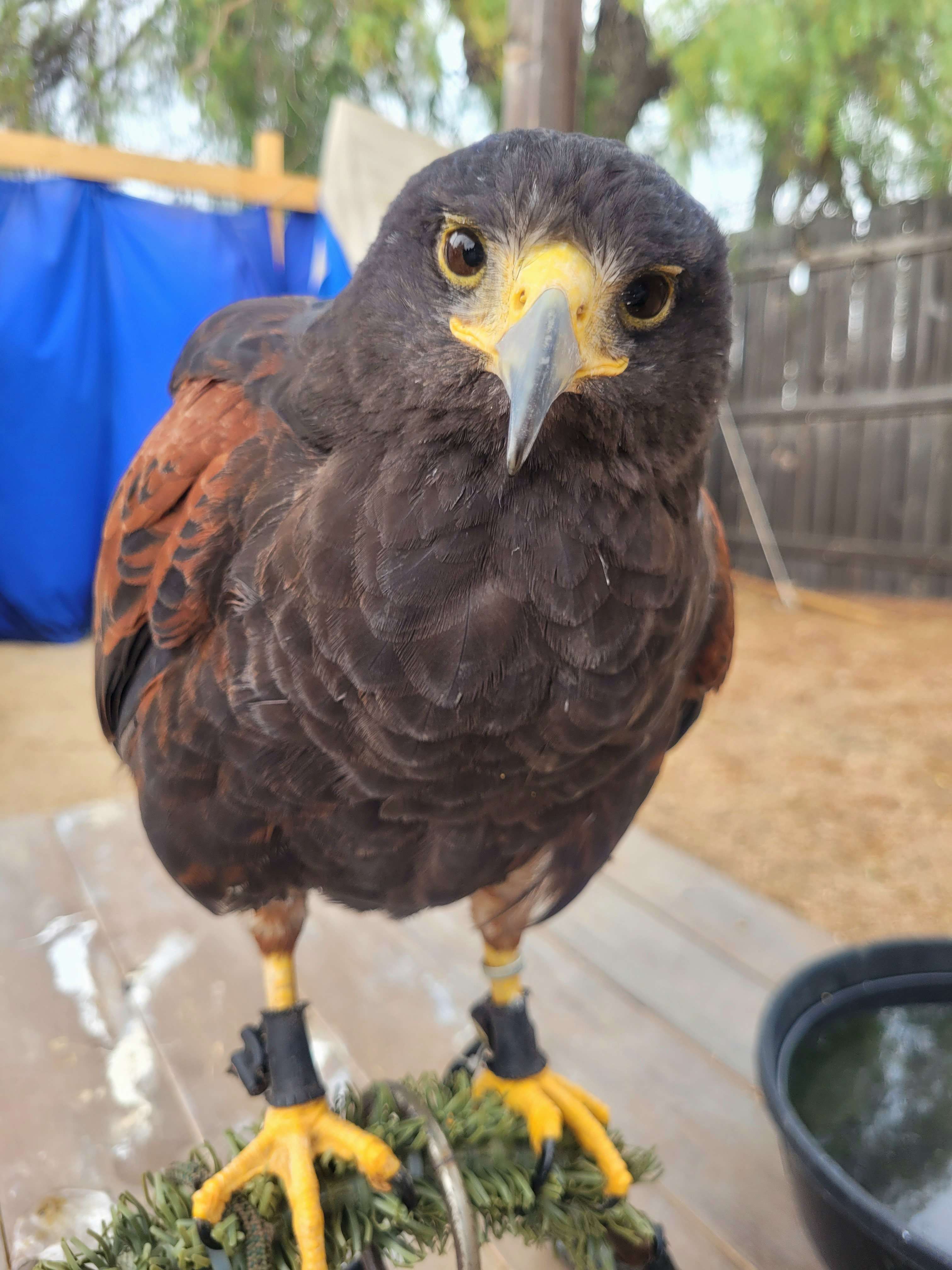 Lady Margaret, a Harris's Hawk