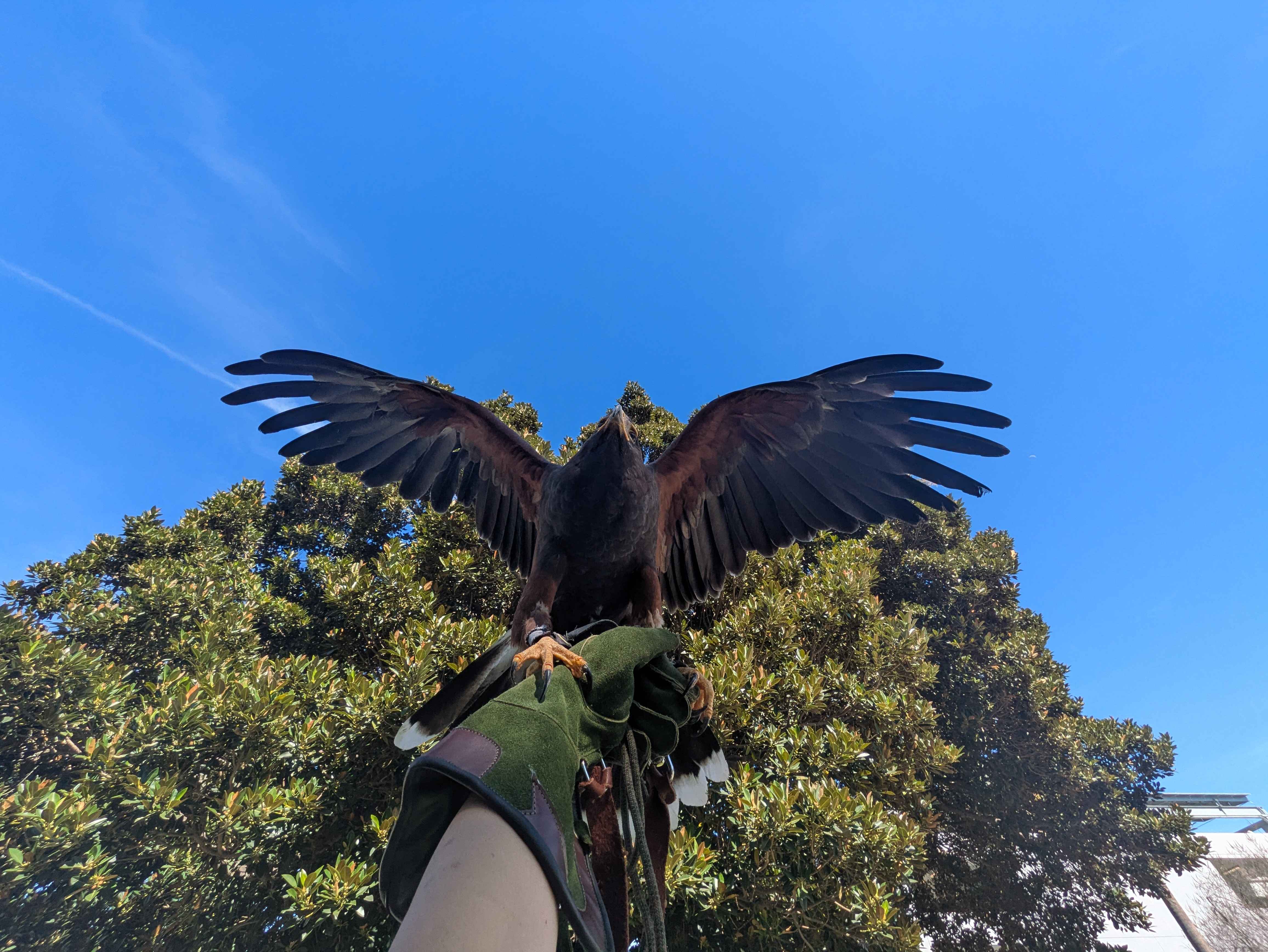 Lady Margaret, a Harris's Hawk
