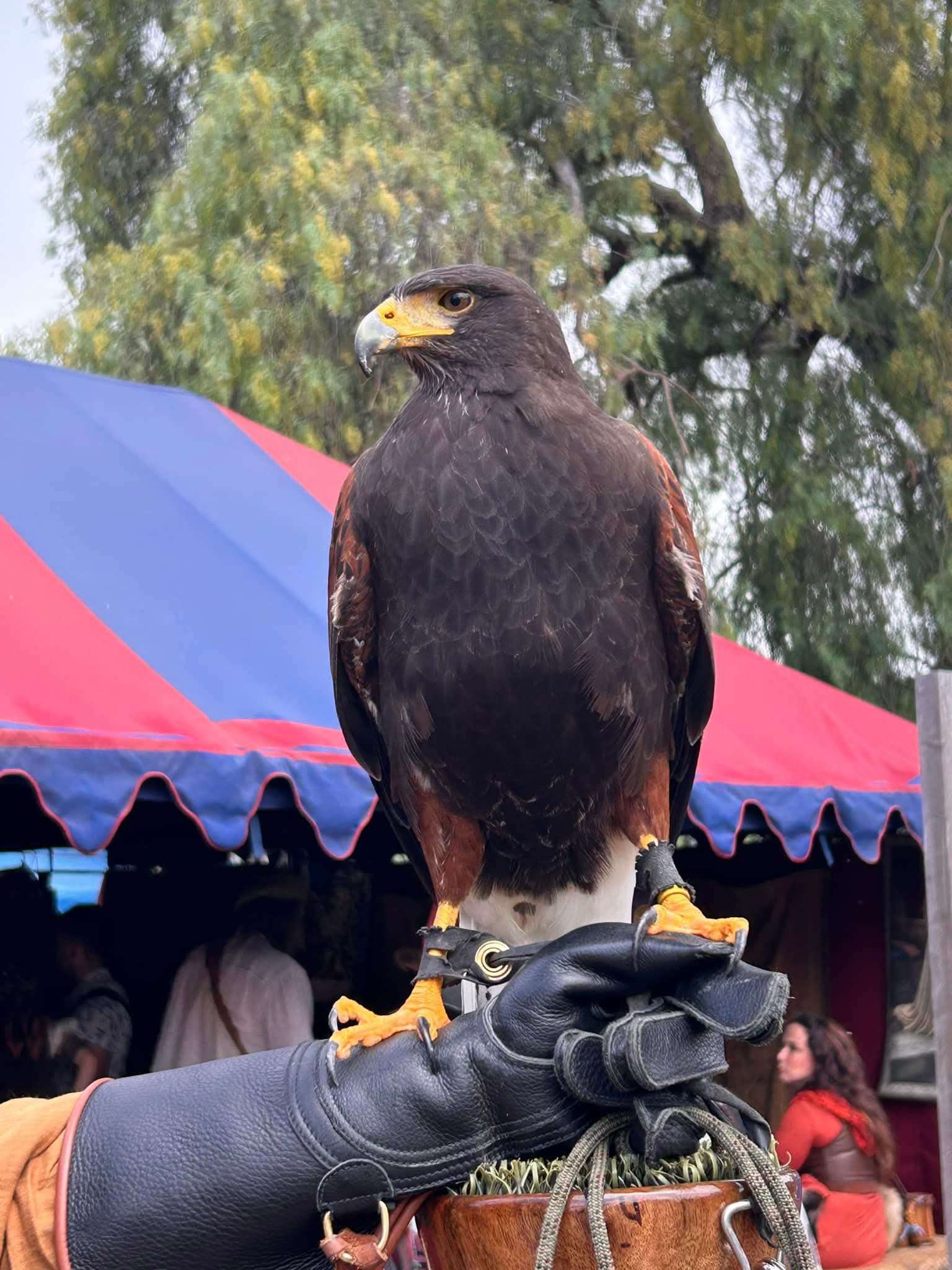 Nirrti, a Harris's Hawk