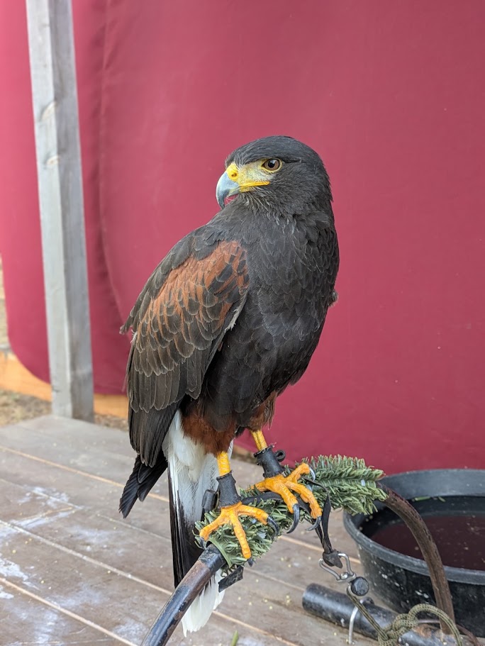 Nirrti, a Harris's Hawk