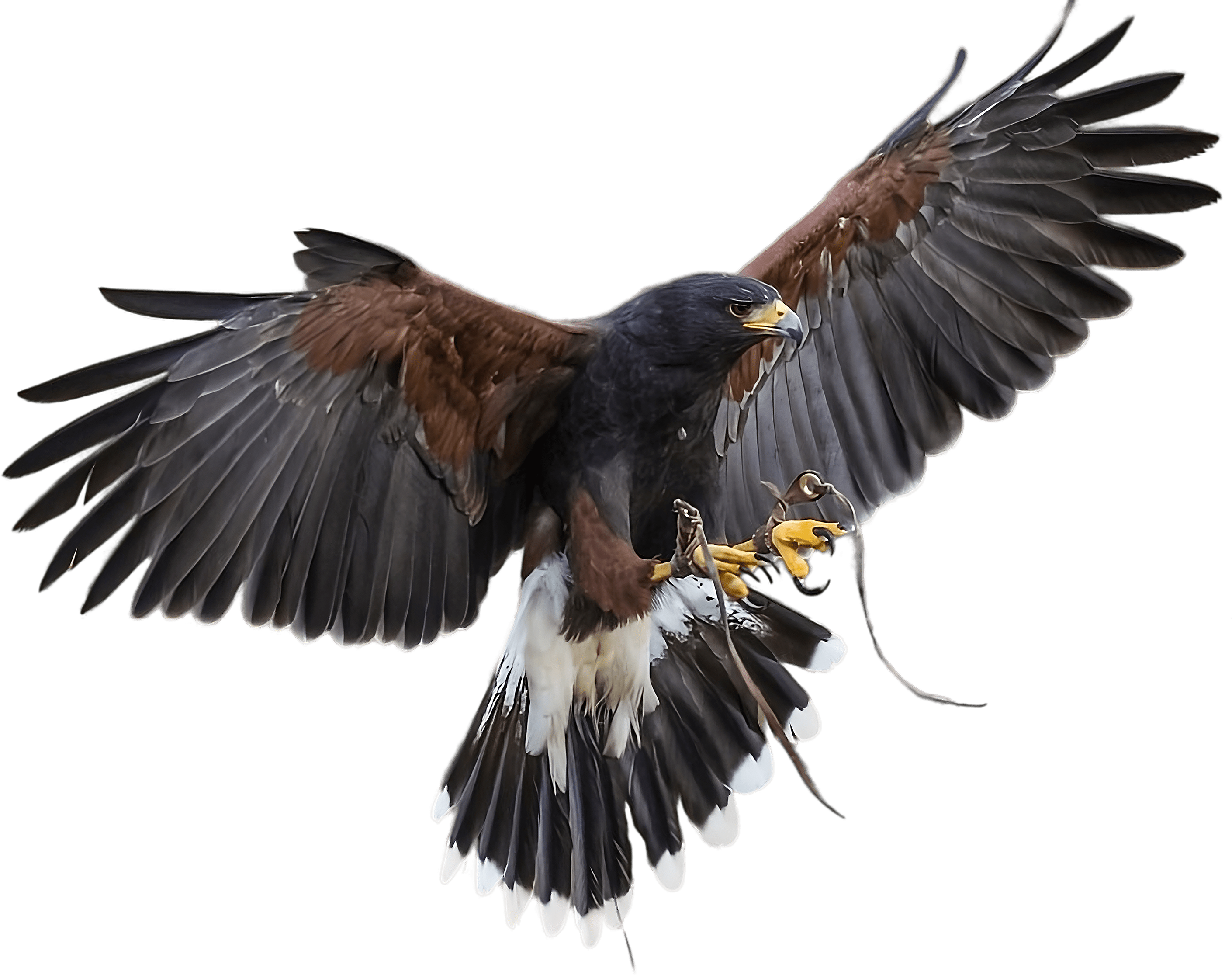Harris's Hawk in flight