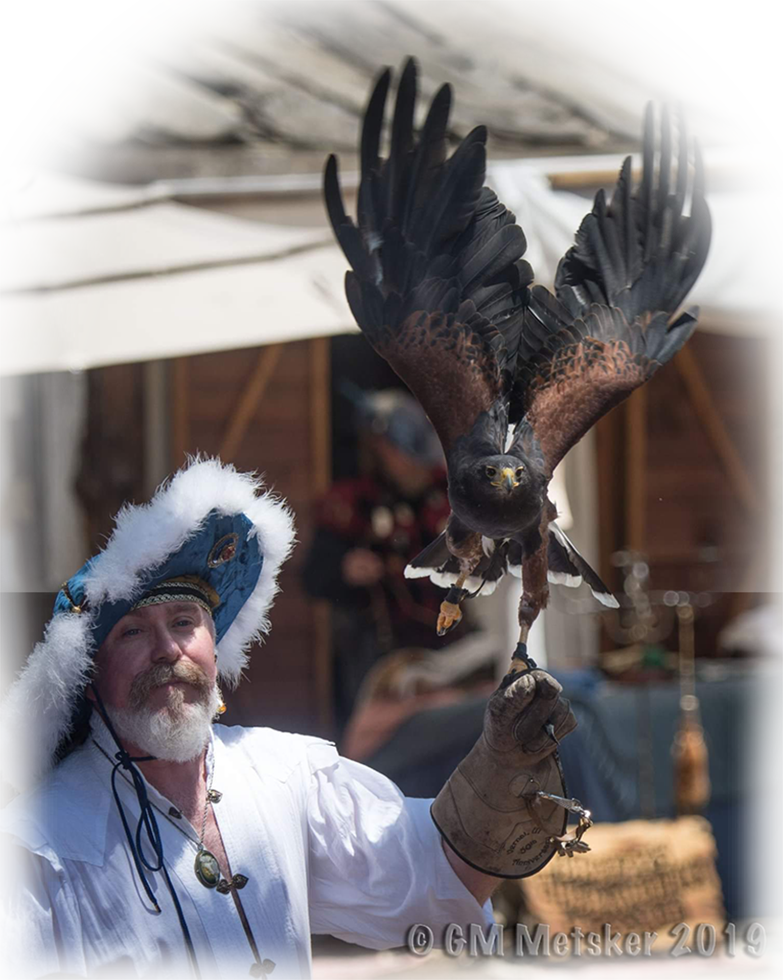 The Master Falconer with a Harris's Hawk taking flight from his gloved hand